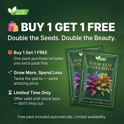 Royal Leaf Hosta Seeds (Buy 1 Get 1 Free)