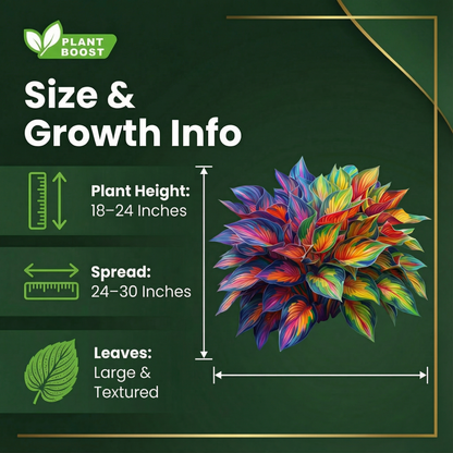 Royal Leaf Hosta Seeds (Buy 1 Get 1 Free)