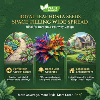 Royal Leaf Hosta Seeds (Buy 1 Get 1 Free)