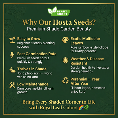 Royal Leaf Hosta Seeds (Buy 1 Get 1 Free)