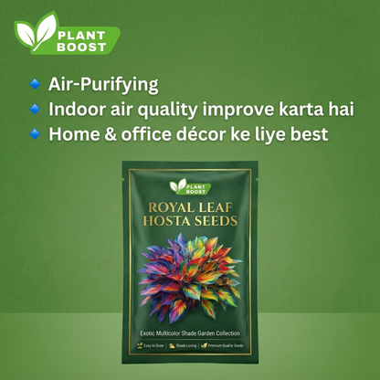 Royal Leaf Hosta Seeds (Buy 1 Get 1 Free)