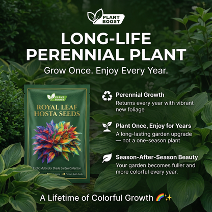 Royal Leaf Hosta Seeds (Buy 1 Get 1 Free)