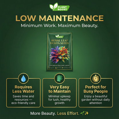 Royal Leaf Hosta Seeds (Buy 1 Get 1 Free)